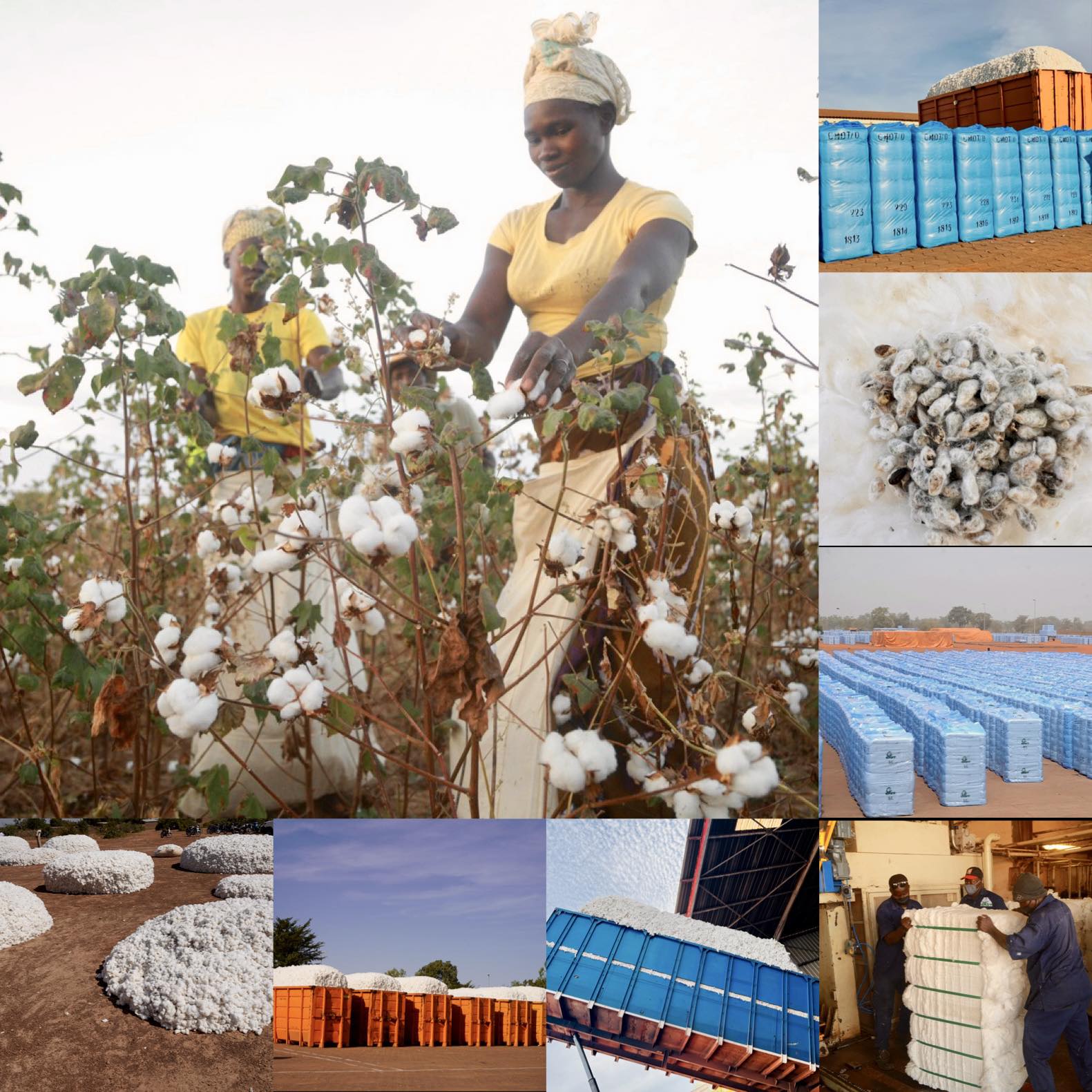 Célébration : Le Mali, au cœur de la Journée Mondiale du Coton, défend sa fibre et l'équité commerciale